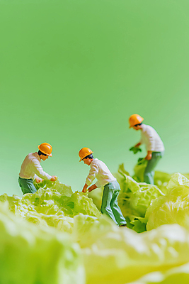 JPG 전신 편집이미지 남자 협력 노동자 성인 세명 연두색 농장 피규어 작업 안전모 양배추 성인남자만 편집실사 AI포토 AI콘텐츠 직업 농업 채소 사람 초록색 미니어처 헬멧 안전장비 CG 남자만 성인만 파일형식