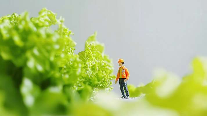 JPG 전신 편집이미지 남자 노동자 한명 성인 연두색 농장 피규어 작업 안전모 양배추 성인남자한명만 편집실사 AI포토 AI콘텐츠 직업 1 농업 채소 사람 초록색 미니어처 헬멧 안전장비 CG 남자한명만 성인남자만 파일형식