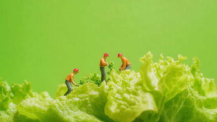 JPG 전신 편집이미지 남자 협력 노동자 들기 성인 세명 연두색 농장 피규어 작업 안전모 양배추 성인남자만 편집실사 AI포토 AI콘텐츠 직업 농업 채소 모션 사람 초록색 미니어처 헬멧 안전장비 CG 남자만 성인만 파일형식