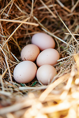 JPG 편집이미지 자연 사람없음 계란 둥지 볏짚 편집실사 AI포토 AI콘텐츠 알 짚 CG 생태계 파일형식