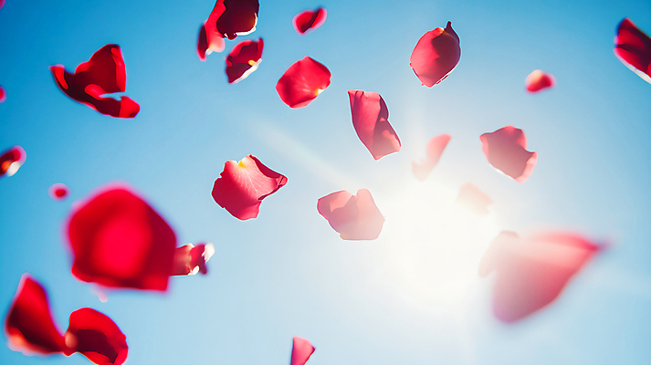 JPG 편집이미지 꽃잎 하늘 사람없음 햇빛 장미 떨어짐 부드러움 편집실사 AI포토 AI콘텐츠 꽃 컨셉 태양 감각 CG 파일형식