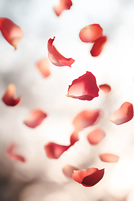 JPG 편집이미지 꽃잎 사람없음 빛 장미 떨어짐 부드러움 편집실사 AI포토 AI콘텐츠 꽃 컨셉 감각 CG 파일형식