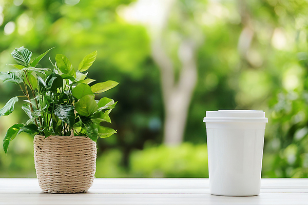 JPG 나무 편집이미지 화분 사람없음 초록색 자연보호 재활용 숲 에코 친환경 테이크아웃컵 편집실사 AI포토 AI콘텐츠 식물 컬러 자연 컵 환경 보호 CG 파일형식