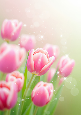 JPG 편집이미지 분홍색 백그라운드 봄꽃 사람없음 반짝임 튤립 풀잎 그라데이션 봄향기 편집실사 AI컴퓨터그래픽 AI콘텐츠 꽃 컬러 잎 모션 봄 풀_식물 CG 파일형식