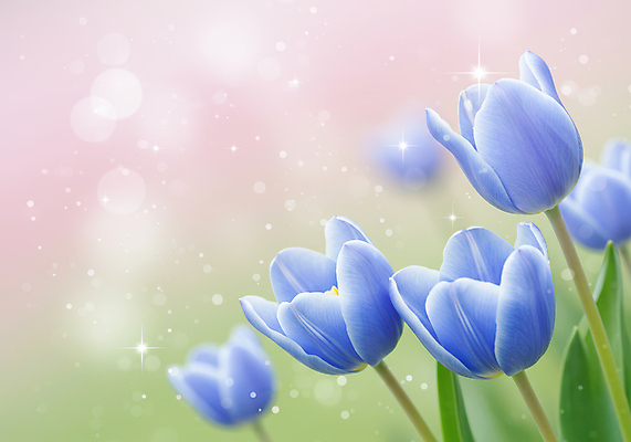 JPG 편집이미지 백그라운드 봄꽃 사람없음 반짝임 튤립 풀잎 그라데이션 봄향기 편집실사 AI컴퓨터그래픽 AI콘텐츠 꽃 잎 모션 봄 풀_식물 CG 파일형식