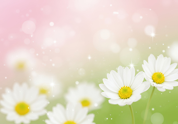 JPG 편집이미지 백그라운드 봄꽃 사람없음 반짝임 데이지 그라데이션 봄향기 편집실사 AI컴퓨터그래픽 AI콘텐츠 꽃 모션 봄 CG 파일형식