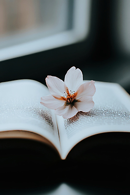 JPG 편집이미지 봄꽃 그림자 사람없음 책 펼침 벚꽃 분위기 창가 편집실사 AI포토 AI콘텐츠 꽃 컨셉 창문 모션 봄 CG 파일형식