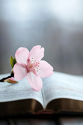 JPG 편집이미지 봄꽃 사람없음 책 펼침 벚꽃 분위기 편집실사 AI포토 AI콘텐츠 꽃 컨셉 모션 봄 CG 파일형식