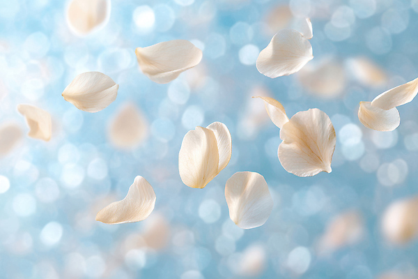 JPG 편집 편집이미지 꽃잎 바람 사람없음 빛 봄 합성 보케 감성 흩날리기 편집실사 AI컴퓨터그래픽 AI콘텐츠 자연요소 계절 꽃 컨셉 모션 날씨 CG 파일형식