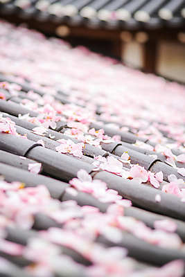 JPG 편집이미지 한국전통 꽃잎 분홍색 기와 기와집 사람없음 쌓기 봄 벚꽃 감성 편집실사 AI포토 AI콘텐츠 전통 계절 꽃 컬러 컨셉 모션 한옥 한국 CG 파일형식