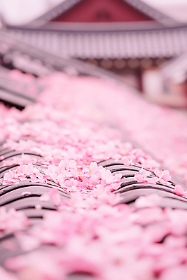 JPG 편집이미지 한국전통 꽃잎 분홍색 기와 기와집 사람없음 쌓기 봄 벚꽃 감성 편집실사 AI포토 AI콘텐츠 전통 계절 꽃 컬러 컨셉 모션 한옥 한국 CG 파일형식
