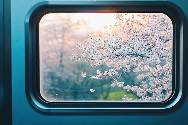 JPG 편집이미지 자연 사람없음 햇빛 봄풍경 기차 벚나무 감성 창밖 편집실사 AI포토 AI콘텐츠 나무 육상교통 컨셉 창문 대중교통 풍경 태양 봄 벚꽃 CG 생태계 파일형식
