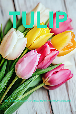 PSD 편집이미지 디자인 포스터 잎 봄꽃 사람없음 튤립 나무바닥 이미지편집 식물 꽃 바닥 봄 파일형식