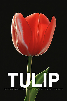 PSD 편집이미지 디자인 포스터 잎 한송이 봄꽃 사람없음 빨간색 검은색 튤립 이미지편집 식물 1 꽃 컬러 봄 송이 파일형식