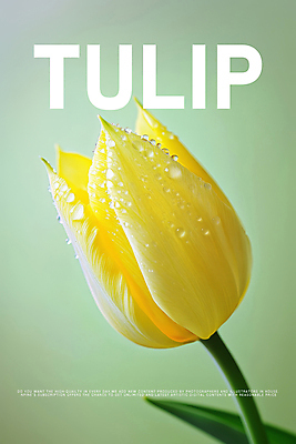 PSD 편집이미지 디자인 포스터 잎 한송이 봄꽃 사람없음 연두색 노란색 튤립 이슬 이미지편집 식물 1 꽃 컬러 초록색 봄 송이 파일형식