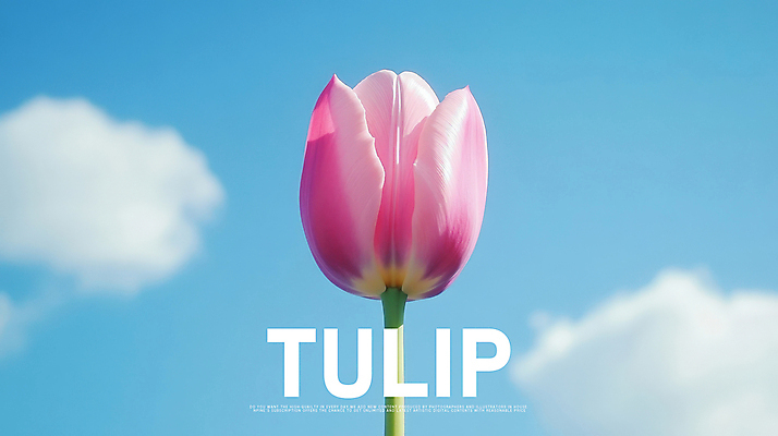 PSD 구름 편집이미지 디자인 포스터 한송이 봄꽃 하늘 사람없음 튤립 이미지편집 자연요소 1 꽃 봄 송이 파일형식