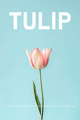 PSD 편집이미지 디자인 포스터 하늘색 잎 한송이 봄꽃 사람없음 튤립 이미지편집 식물 1 꽃 파란색 봄 송이 파일형식