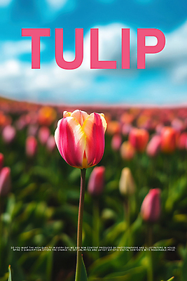 PSD 구름 편집이미지 디자인 포스터 잎 봄꽃 하늘 사람없음 튤립 이미지편집 자연요소 식물 꽃 봄 파일형식