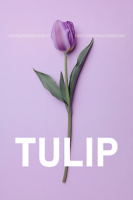 PSD 편집이미지 디자인 포스터 잎 한송이 봄꽃 사람없음 튤립 연보라색 이미지편집 식물 1 꽃 보라색 봄 송이 파일형식