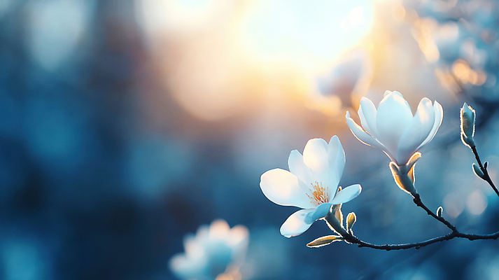 JPG 편집이미지 꽃잎 봄꽃 자연 사람없음 파란색 햇빛 벚꽃 나뭇가지 보케 편집실사 AI포토 AI콘텐츠 나무 꽃 컬러 태양 봄 CG 생태계 파일형식