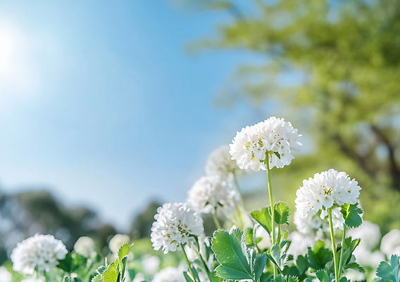 JPG 나무 편집이미지 꽃 자연 하늘 사람없음 초록색 햇빛 봄풍경 토끼풀 싱그러움 편집실사 AI포토 AI콘텐츠 식물 컬러 풍경 태양 봄 CG 생태계 파일형식