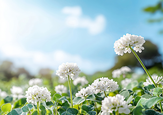 JPG 편집이미지 꽃 자연 하늘 사람없음 초록색 햇빛 봄풍경 토끼풀 싱그러움 편집실사 AI포토 AI콘텐츠 식물 컬러 풍경 태양 봄 CG 생태계 파일형식
