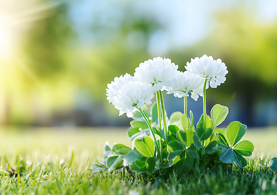 JPG 편집이미지 꽃 자연 잔디 사람없음 초록색 햇빛 봄풍경 토끼풀 싱그러움 편집실사 AI포토 AI콘텐츠 식물 컬러 풍경 태양 봄 CG 생태계 파일형식