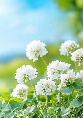 JPG 편집이미지 꽃 자연 사람없음 초록색 봄풍경 토끼풀 싱그러움 편집실사 AI포토 AI콘텐츠 식물 컬러 풍경 봄 CG 생태계 파일형식