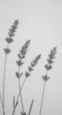 JPG 편집이미지 예술 흑백 그림자 사람없음 라벤더 편집실사 AI포토 AI콘텐츠 꽃 촬영기법 허브 CG 파일형식