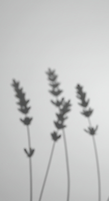 JPG 편집이미지 예술 흑백 그림자 사람없음 라벤더 편집실사 AI포토 AI콘텐츠 꽃 촬영기법 허브 CG 파일형식