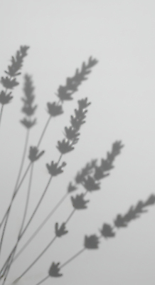 JPG 편집이미지 예술 흑백 그림자 사람없음 라벤더 편집실사 AI포토 AI콘텐츠 꽃 촬영기법 허브 CG 파일형식