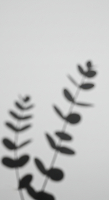 JPG 편집이미지 예술 흑백 그림자 사람없음 유칼립투스 편집실사 AI포토 AI콘텐츠 식물 촬영기법 CG 파일형식