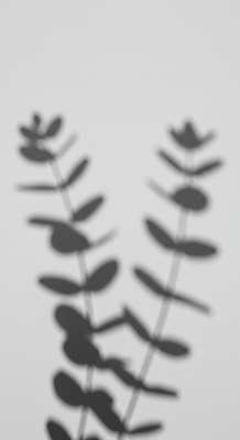 JPG 편집이미지 예술 흑백 그림자 사람없음 유칼립투스 편집실사 AI포토 AI콘텐츠 식물 촬영기법 CG 파일형식