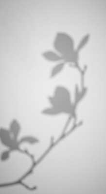 JPG 편집이미지 예술 흑백 그림자 사람없음 목련 편집실사 AI포토 AI콘텐츠 꽃 촬영기법 CG 파일형식