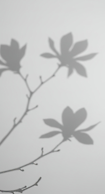 JPG 편집이미지 예술 흑백 그림자 사람없음 목련 편집실사 AI포토 AI콘텐츠 꽃 촬영기법 CG 파일형식