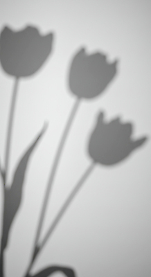JPG 편집이미지 예술 흑백 그림자 사람없음 튤립 편집실사 AI포토 AI콘텐츠 꽃 촬영기법 CG 파일형식