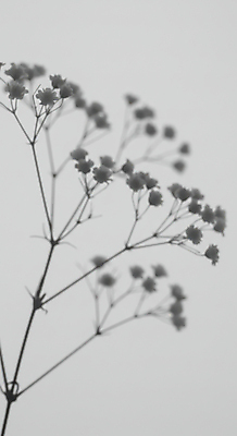 JPG 편집이미지 예술 흑백 그림자 사람없음 안개꽃 편집실사 AI포토 AI콘텐츠 꽃 촬영기법 CG 한해살이풀 파일형식