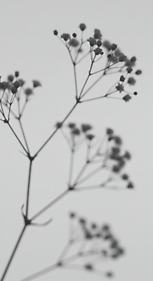 JPG 편집이미지 예술 흑백 그림자 사람없음 안개꽃 편집실사 AI포토 AI콘텐츠 꽃 촬영기법 CG 한해살이풀 파일형식