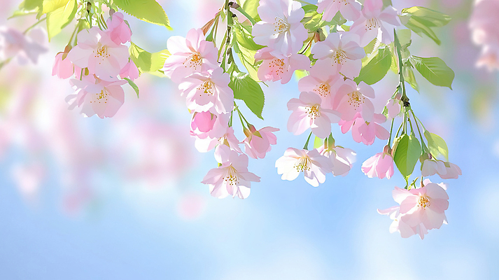 JPG 구름 분홍색 하늘색 일러스트 봄꽃 하늘 나뭇잎 풍경 사람없음 벚꽃 나뭇가지 화창 국내일러스트 AI일러스트 AI콘텐츠 자연요소 나무 꽃 컬러 잎 날씨 파란색 봄 파일형식