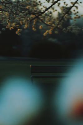 JPG 나무 편집이미지 공원 벤치 풍경 잔디 사람없음 필름 필름사진 편집실사 AI포토 AI콘텐츠 식물 공공시설 의자 CG 파일형식