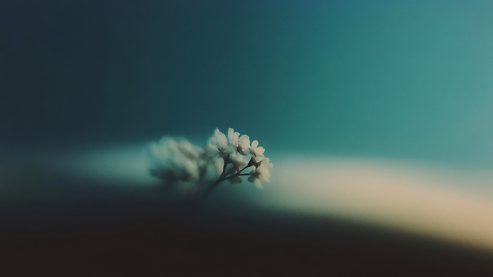 JPG 편집이미지 꽃 풍경 사람없음 필름 필름사진 편집실사 AI포토 AI콘텐츠 식물 CG 파일형식