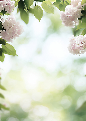 JPG 편집이미지 잎 봄꽃 프레임 사람없음 햇빛 보케 편집실사 AI포토 AI콘텐츠 식물 꽃 태양 봄 CG 파일형식