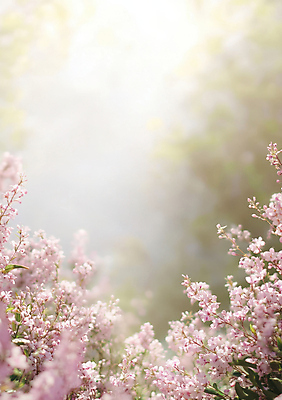 JPG 편집이미지 잎 봄꽃 프레임 사람없음 햇빛 편집실사 AI포토 AI콘텐츠 식물 꽃 태양 봄 CG 파일형식