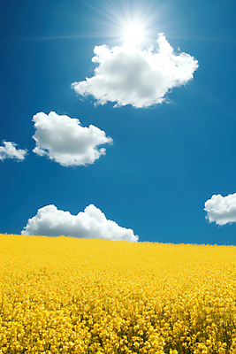 JPG 구름 편집이미지 꽃밭 자연 하늘 풍경 사람없음 파란색 햇빛 노란색 봄 편집실사 AI포토 AI콘텐츠 자연요소 계절 꽃 컬러 태양 CG 생태계 파일형식