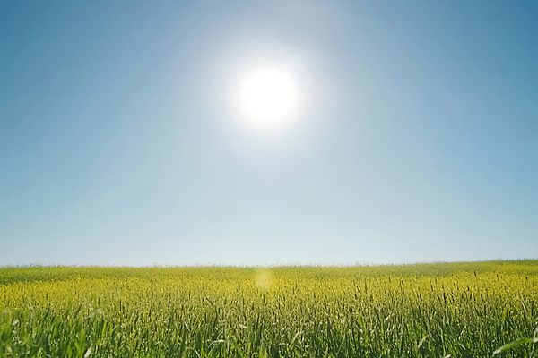 JPG 편집이미지 자연 하늘 풍경 초원 사람없음 초록색 태양 봄 편집실사 AI포토 AI콘텐츠 자연요소 계절 컬러 CG 생태계 파일형식