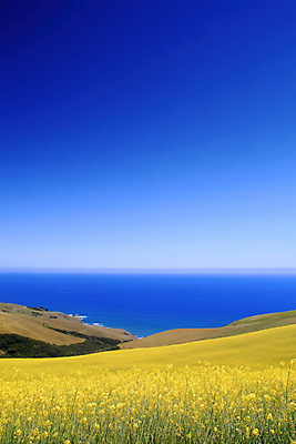 JPG 편집이미지 바다 꽃밭 자연 하늘 풍경 초원 사람없음 파란색 노란색 봄 편집실사 AI포토 AI콘텐츠 계절 꽃 컬러 CG 생태계 파일형식