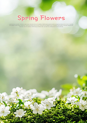 PSD 편집이미지 봄꽃 자연 사람없음 초록색 봄풍경 풀 이미지편집 편집실사 식물 꽃 컬러 풍경 봄 CG 생태계 파일형식