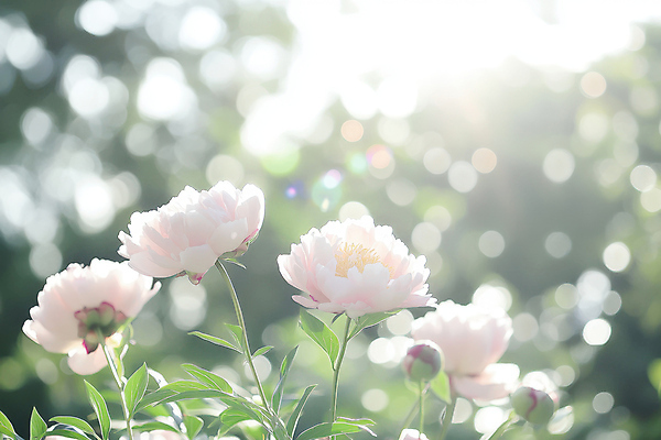 JPG 편집이미지 자연 사람없음 햇빛 봄풍경 풀잎 보케 작약 편집실사 AI포토 AI콘텐츠 꽃 잎 풍경 태양 봄 풀_식물 CG 생태계 파일형식