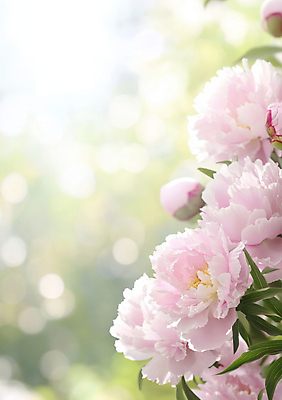 JPG 편집이미지 자연 사람없음 햇빛 봄풍경 풀잎 보케 작약 편집실사 AI포토 AI콘텐츠 꽃 잎 풍경 태양 봄 풀_식물 CG 생태계 파일형식