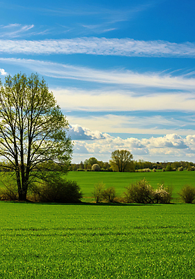 JPG 나무 구름 편집이미지 하늘색 하늘 풍경 잔디 초원 사람없음 초록색 고요 봄 편집실사 AI포토 AI콘텐츠 자연요소 식물 계절 컬러 파란색 CG 파일형식